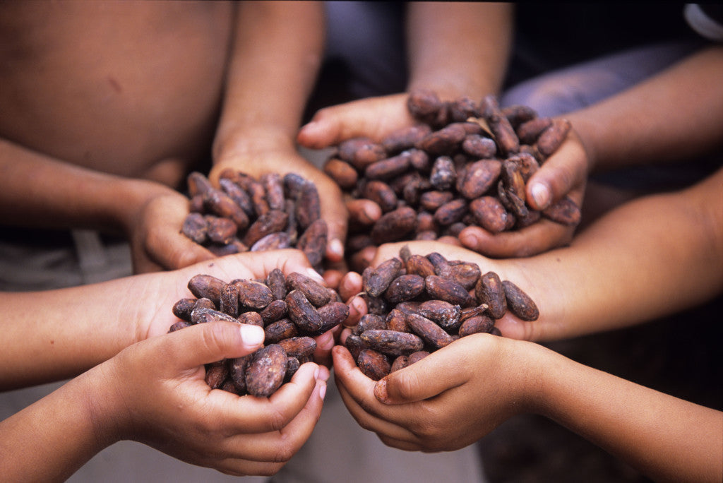 four children's hands hold cocoa beans ready to make chocolate out of